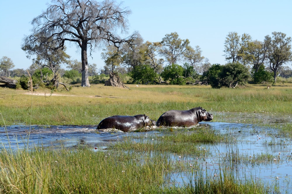 Quelques conseils pratiques pour réussir un séjour touristique au Botswana