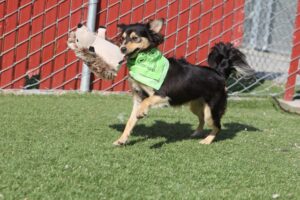 Adopter un animal